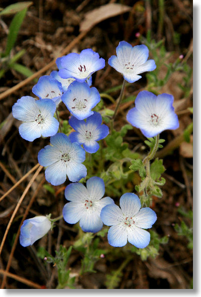 Yosemite Wildflowers: Baby Blue Eyes (Nemophila menziesii)