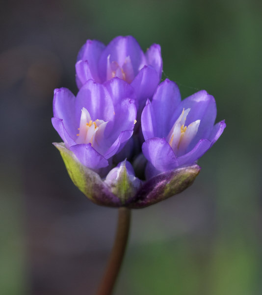 Blue Dicks (Dichelostemma capitatum) flowers in Ahwahnee Hills Park