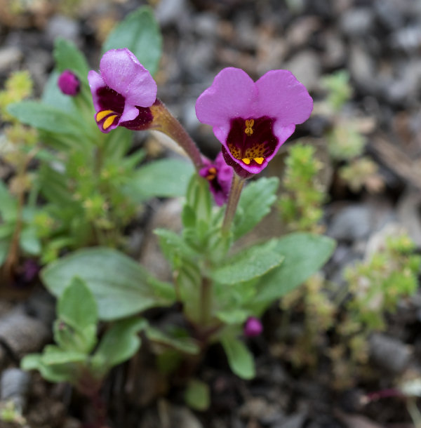 Purple Mouse Ears (Mimulus douglasii) blooming in Ahwahnee Hills Park